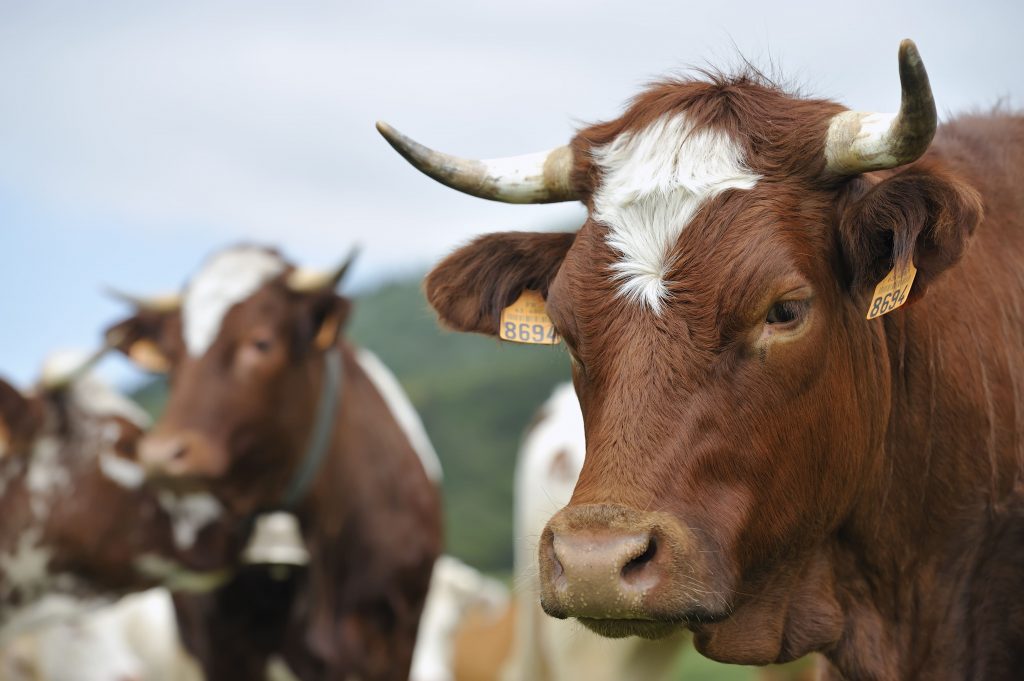 La Ferrandaise, race à l’honneur du Salon International de l’Agriculture 2027