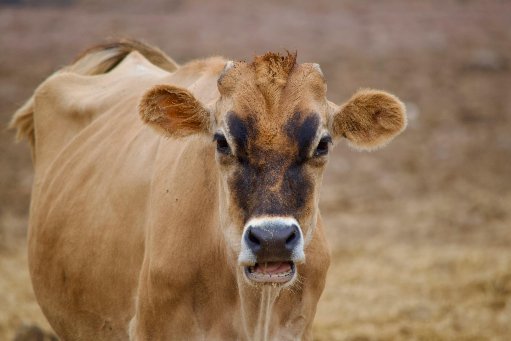 La jersiaise se distingue par son petit gabarit et sa silhouette laitière. 