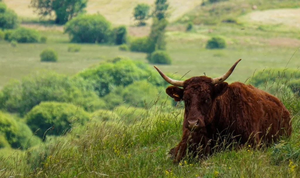 La Salers, race emblématique des monts d’Auvergne