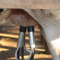 Lait : une année 2025 contrastée pour les filières bovine et caprine