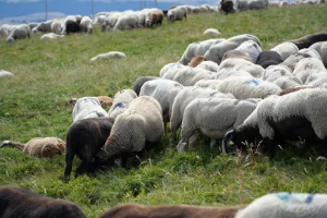 Derrière le pastoralisme, d'abord une histoire de collectif