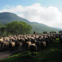 La transhumance, une pratique incontournable du pastoralisme