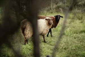 Le comptage des loups : une source de tension entre l'OFB et les éleveurs