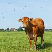 🐄 Dermatose nodulaire contagieuse : on vous explique tout
