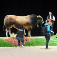 Comment les concours d'élevage façonnent une agriculture plus durable