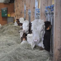 Plus d'herbe dans la ration pour faire de bons fromages