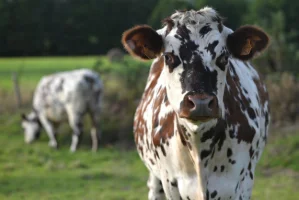 Les races de vaches françaises : les trésors de l'élevage français