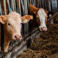 La FAO adopte un nouveau plan d’action mondial pour une transformation durable de l’élevage