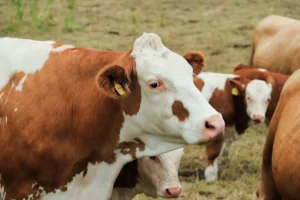 La Simmental : Guide sur la Race