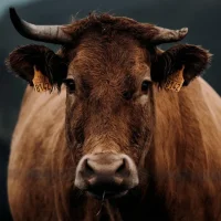 Optimiser l’élevage laitier avec la pesée des génisses : la bonne méthode selon Datamars Livestock