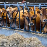 Préparer la mise-bas des vaches laitières : 5 étapes clés pour un vêlage et un début de lactation réussis (avec Cizeron Bio)