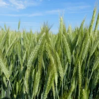 12 raisons d'opter pour le triticale pour doper tes fourrages
