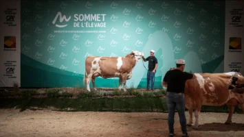 Sommet de l’Elevage 2026 : les résultats des concours bovins lait