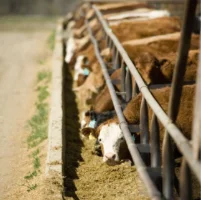Alimentation pour bovins : Focus sur les râteliers et auges adaptés