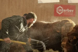 Élevage bovin : une profession confiante face au défi de la transmission
