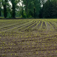 Semis direct et polyculture-élevage font bon ménage