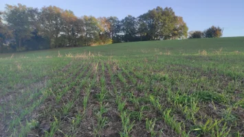 Semis direct et polyculture-élevage font bon ménage