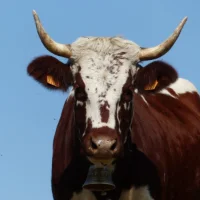 La Ferrandaise sera la race à l'honneur au SIA 2027