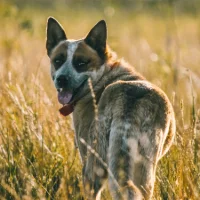🐕 Quelles sont les meilleures races de chiens de protection des troupeaux ?
