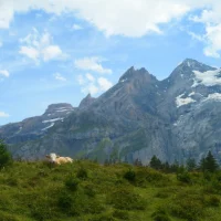 Pastoralisme : la clé de l’adaptation ? (avec Rencontres Pasto)