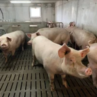 Des vaches et des cochons : le duo qui a tout bon