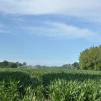 Irrigation : Comment ajuster la consommation d'eau sans pénaliser le rendement ?