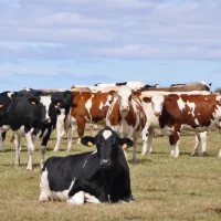 Environnement : la carotte plutôt que le bâton