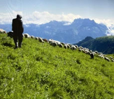 Pastoralisme : 45 propositions pour renforcer cette pratique d'élevage résolument moderne