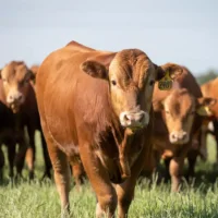 🐂 Expo Ganadera del Centro (Argentine) : un nouvel espace pour penser l’avenir de l’élevage argentin