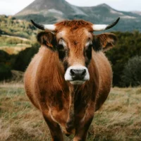 L’Aubrac : Guide complet sur la race