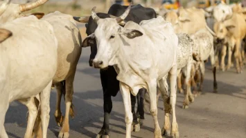Agriculture au Nigéria: pourquoi le pays peine-t-il à nourrir sa population ?