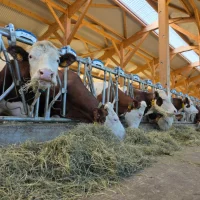 Cornadis : quel modèle choisir pour son élevage ?