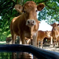 Guide anti-canicule : comment protéger vos animaux de la chaleur ?