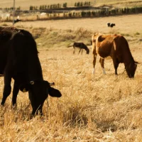 Canicule 2026 : le bilan pour l’agriculture française