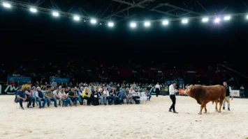 Sommet de l’Elevage 2026 : les résultats des concours bovins viande