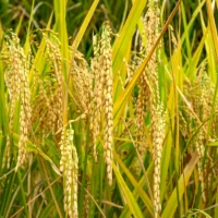 Comment choisir un broyeur agricole adapté à votre exploitation ?