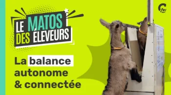 Le Matos des Eleveurs | La balance autonome & connectée