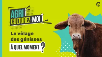 Agriculturez-moi - Pourquoi le velâge des génisses à 24 mois c’est mieux ?