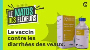 Le Matos des éleveurs l Le vaccin contre les diarrhées des veaux