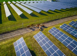 Agrivoltaïsme - Réalisation d'études agricoles dans le cadre d'un projet agrivoltaïque