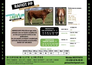 RAFIOT PP - HOMOZYGOTE POLLED - SEMENCES LAUV'LIM