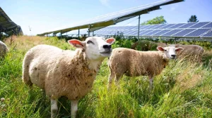 Agrivoltaïsme - Accompagnement des agriculteurs dans leur projet agrivoltaïque
