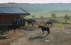 Manège équestre photovoltaïque