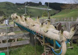 Te Pari Vetmarker Bande de traitement pour agneaux