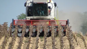 Cueilleur tournesol Dominoni Top Sun