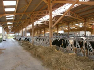 Stabulation vaches laitières en bois